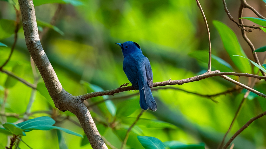 Black-naped Monarch